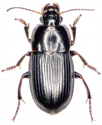 Réf. 180 048 : Harpalus anxius